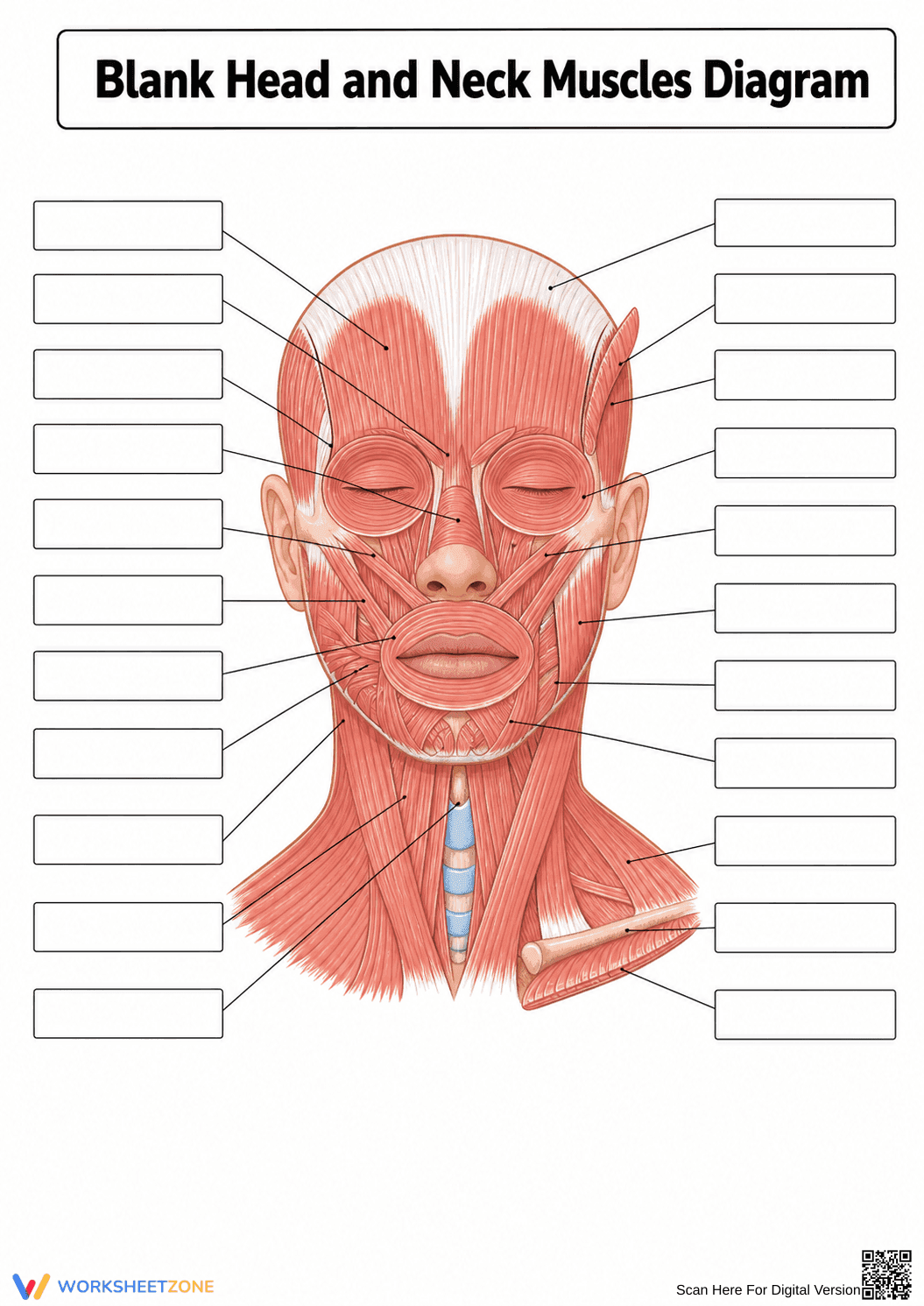Grade 9-11 Head Muscles — Printable No-Prep Worksheet - Page 1
