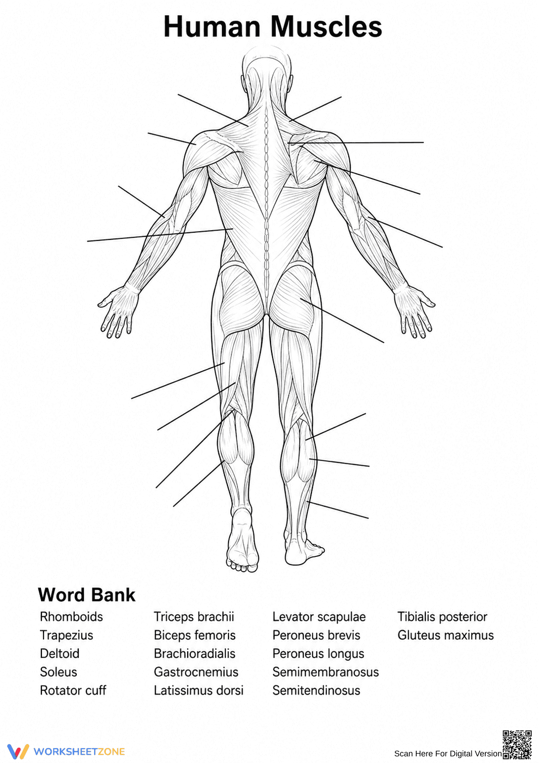 Human Muscles Back View Worksheet | Grade 5 Essential - Page 1