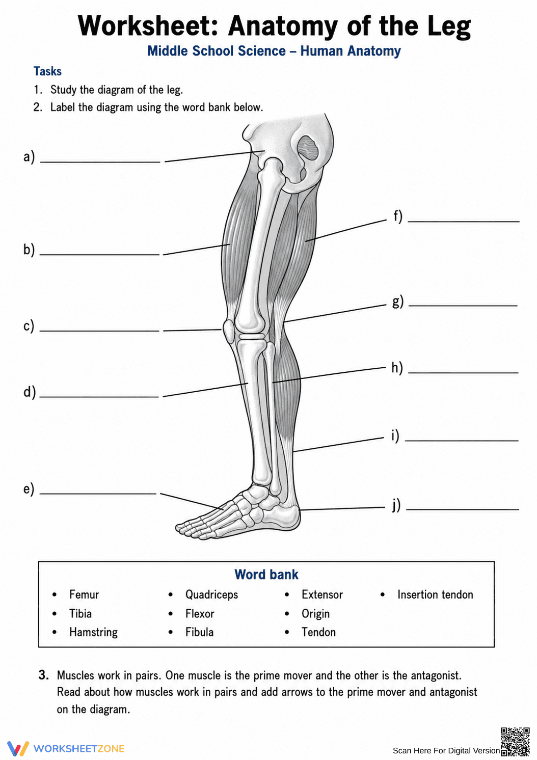 Anatomy of the Leg Worksheet | Grade 6-8 Essential - Page 1