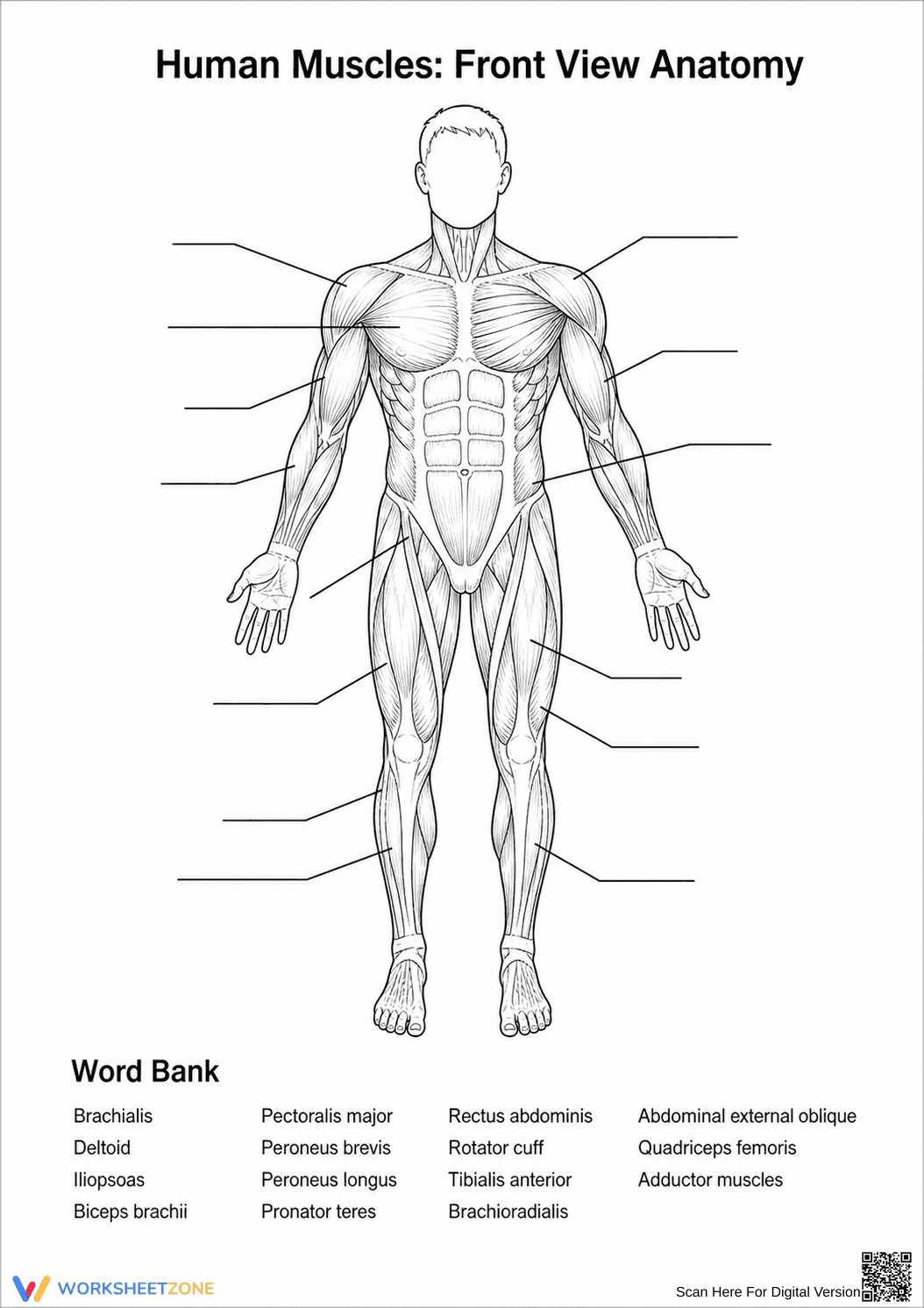 Grade 6 Human Muscles — Printable No-Prep Worksheet - Page 1