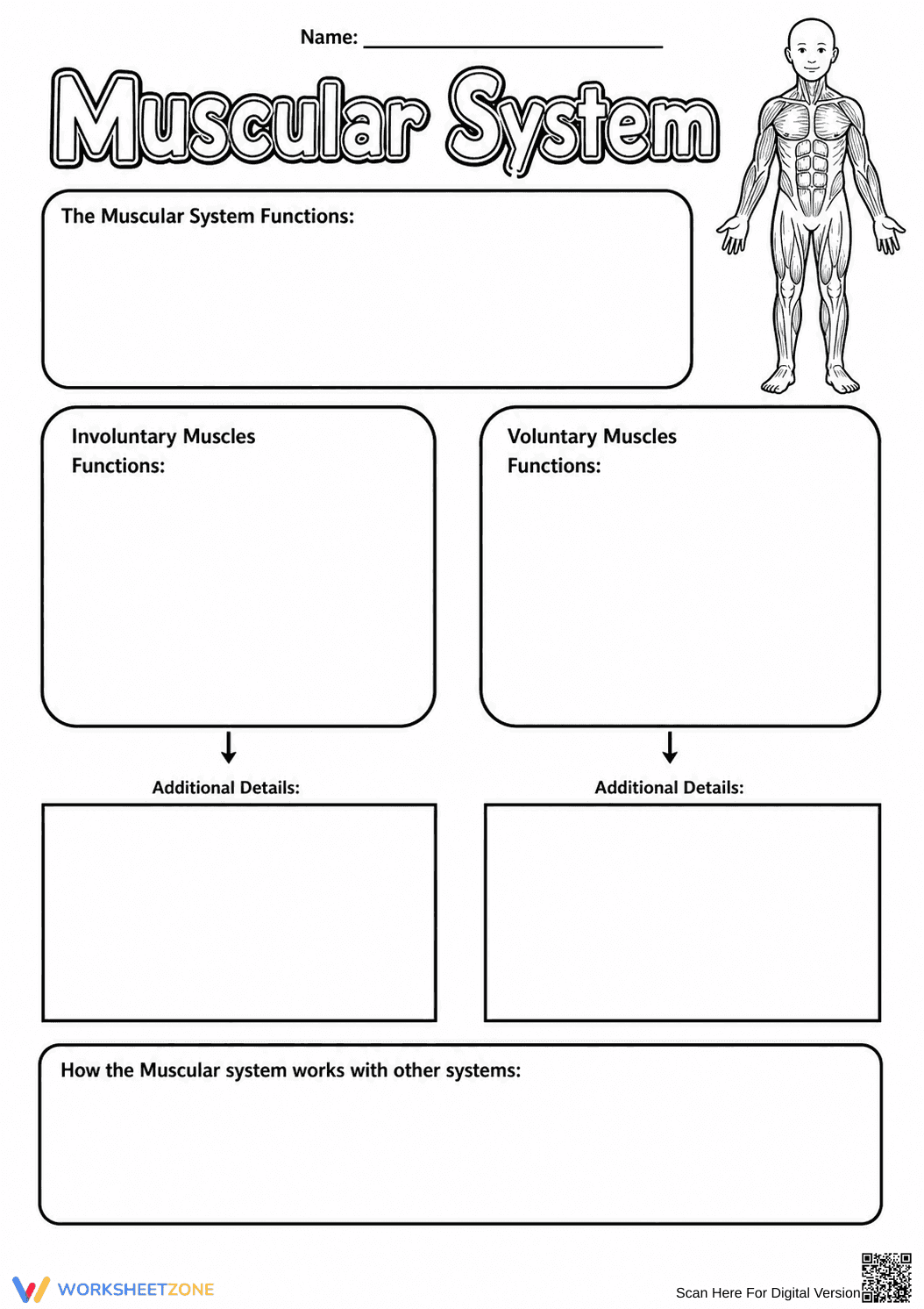 Muscular System Graphic Organizer | Grade 5 Essential - Page 1