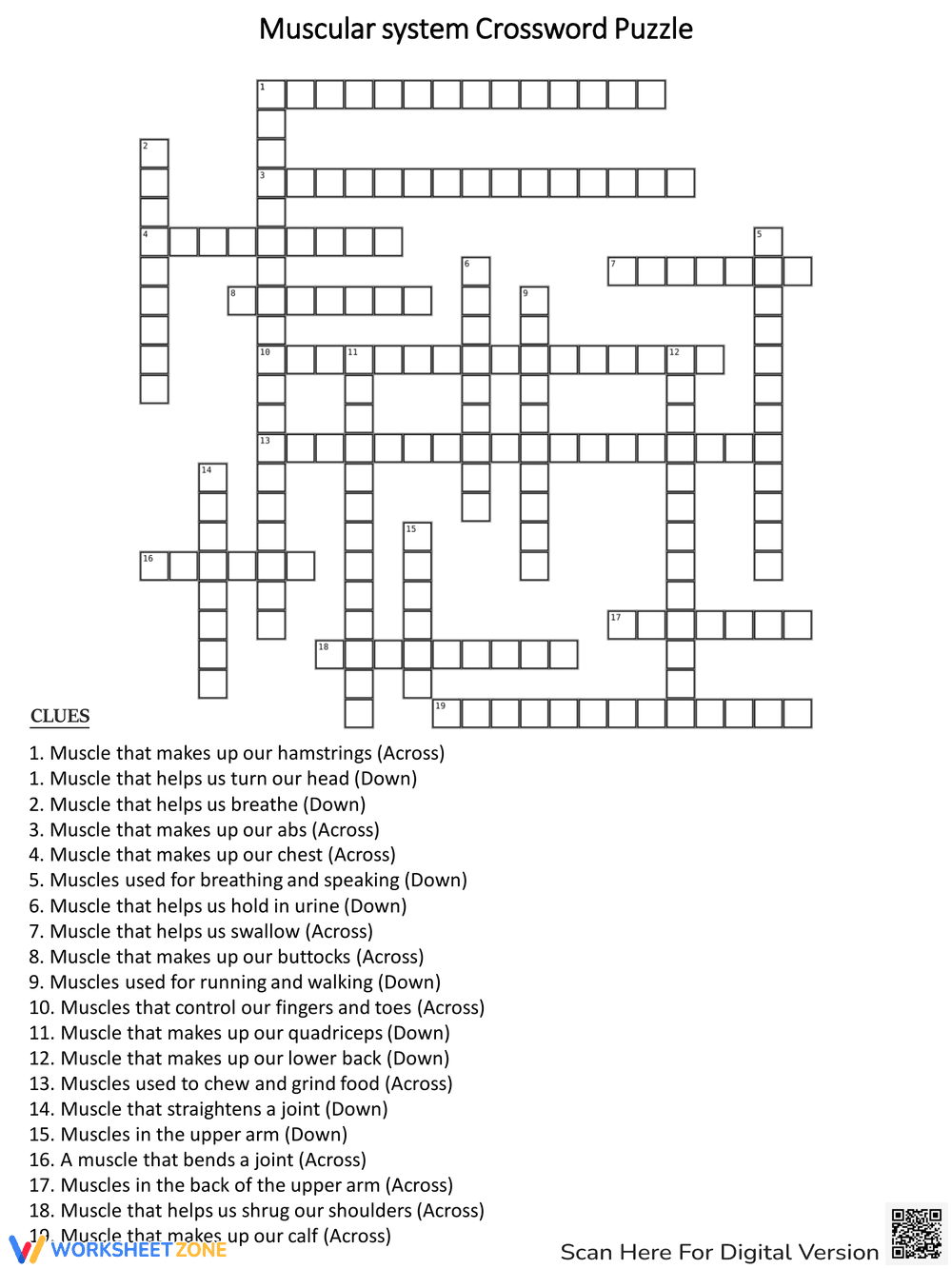 Muscular System Crossword Puzzle - Page 1