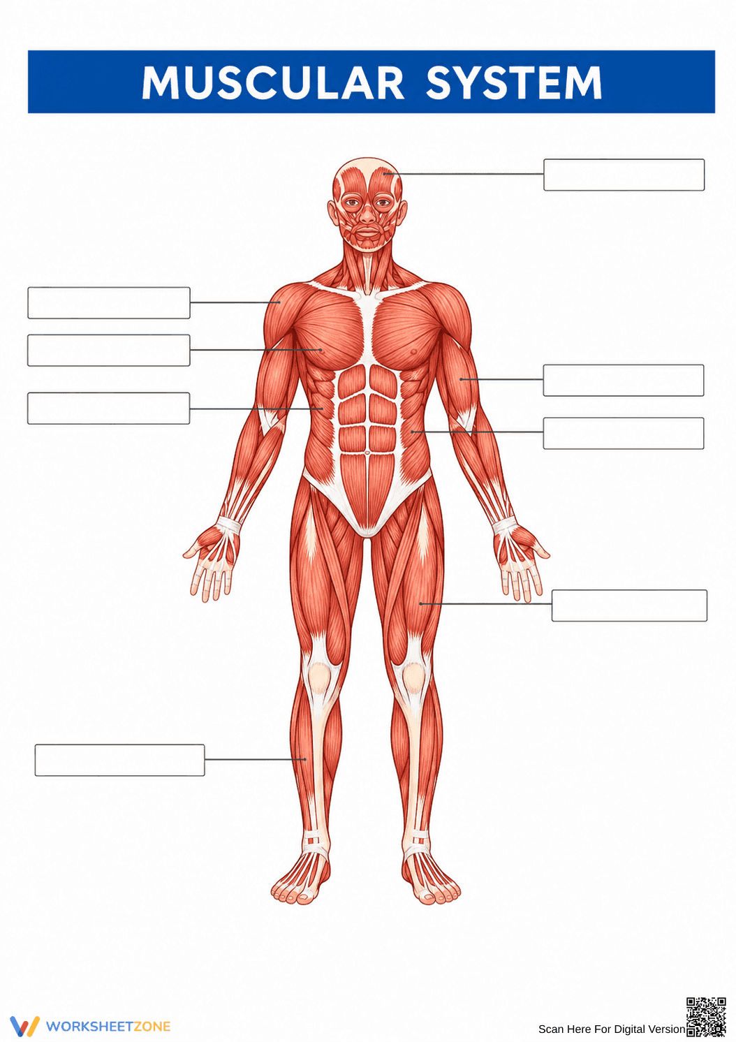 Printable Muscular System Diagram | Grade 5 Science - Page 1