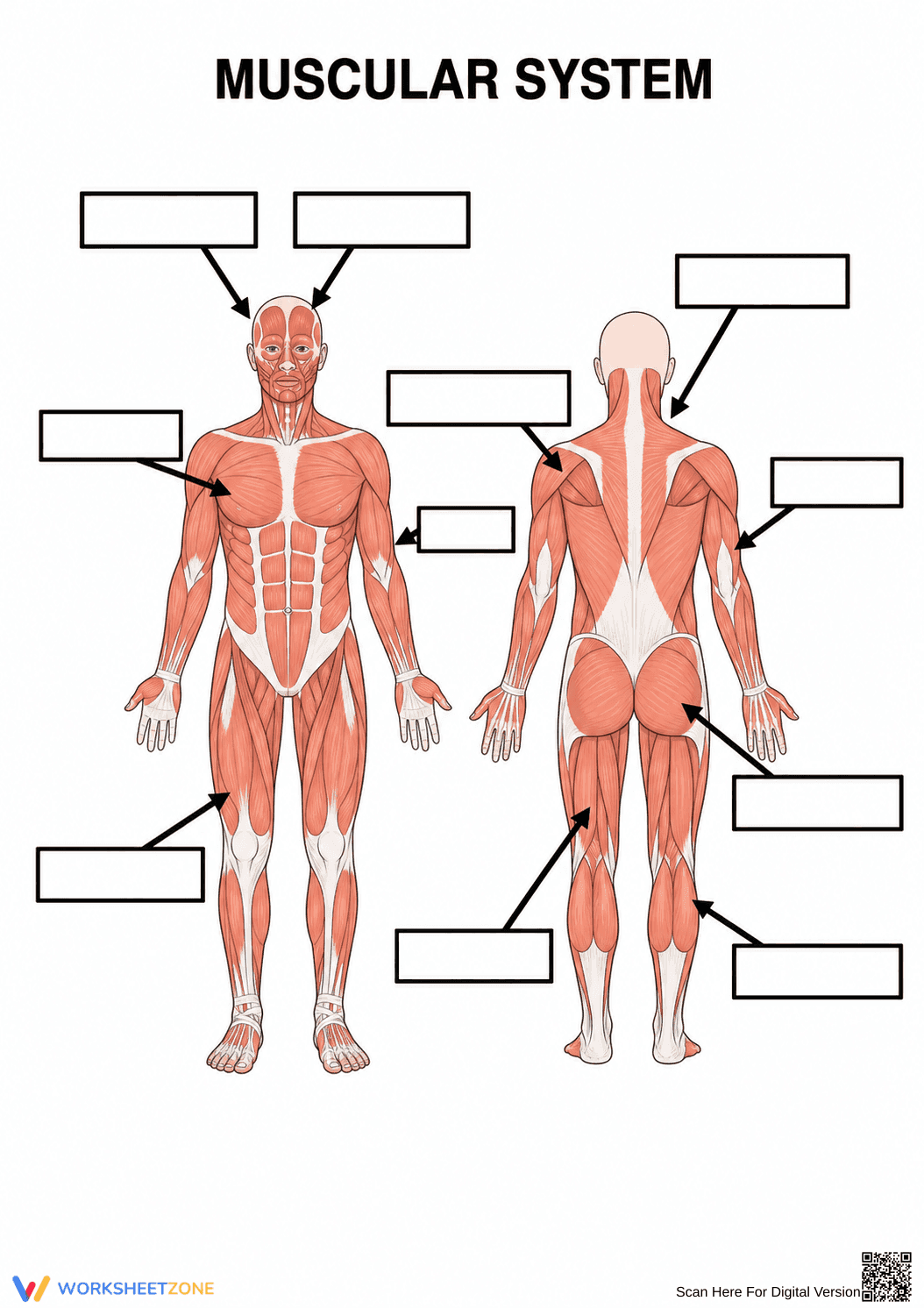 Essential Muscular System Labeling Worksheet | Grades 5-8 - Page 1