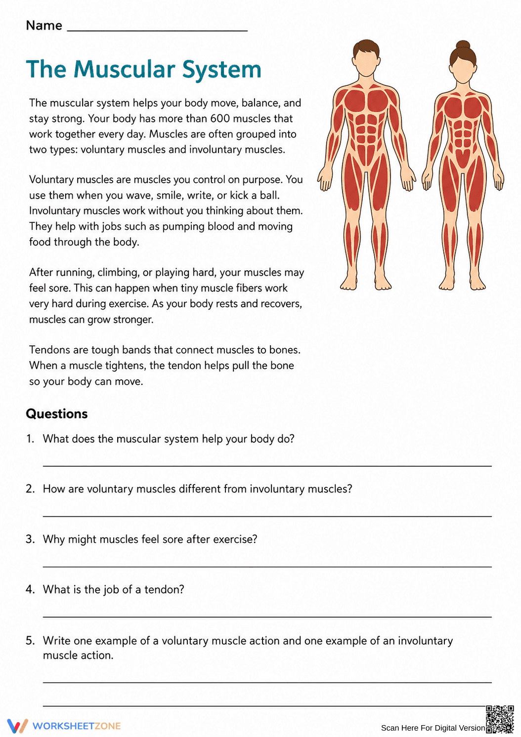 Grade 8 Muscular System — Printable No-Prep Worksheet - Page 1