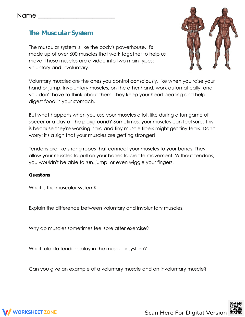 Voluntary and Involuntary Muscles Worksheet - Page 1