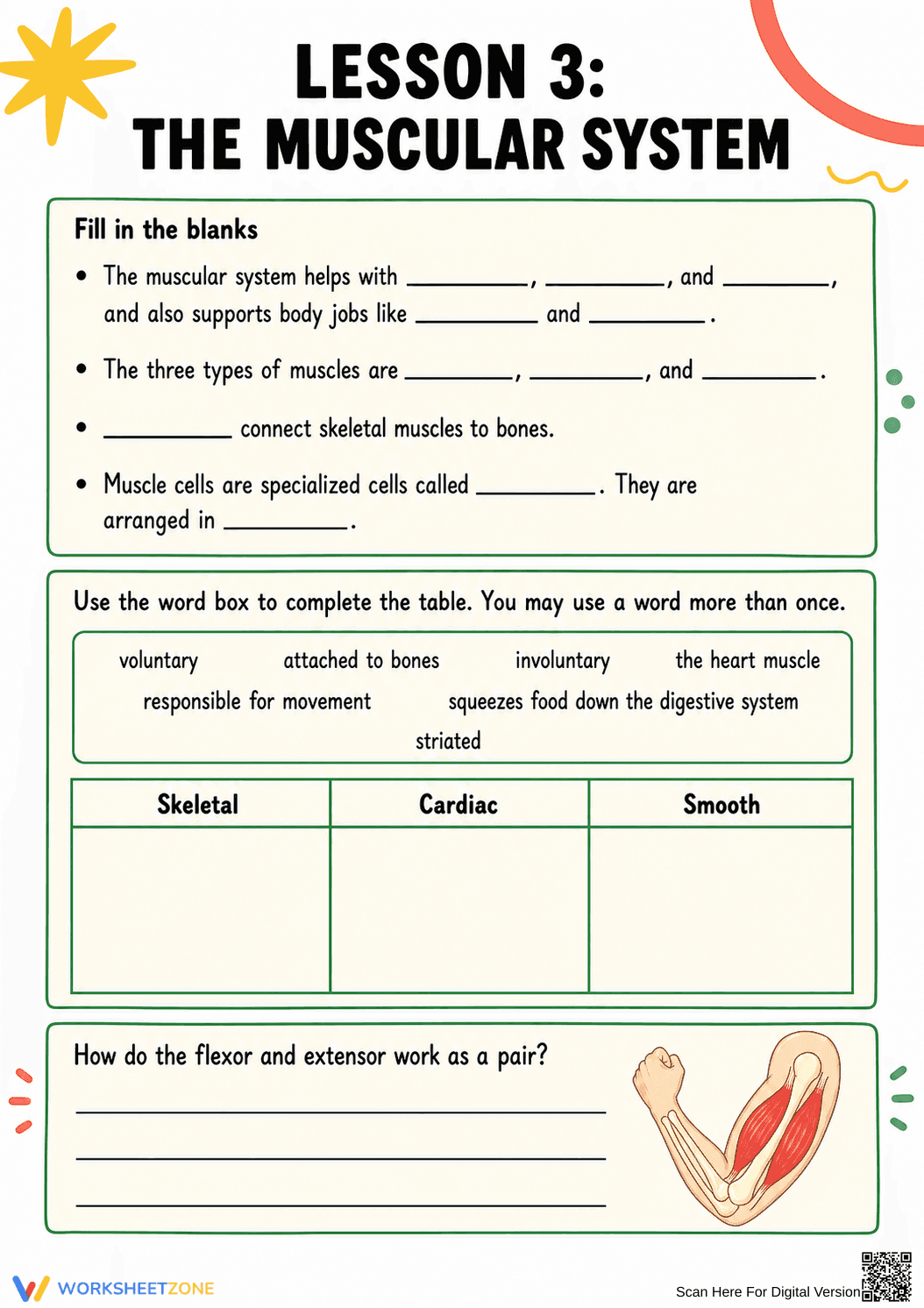 Muscular System Worksheet | Essential Grade 5-8 Science - Page 1