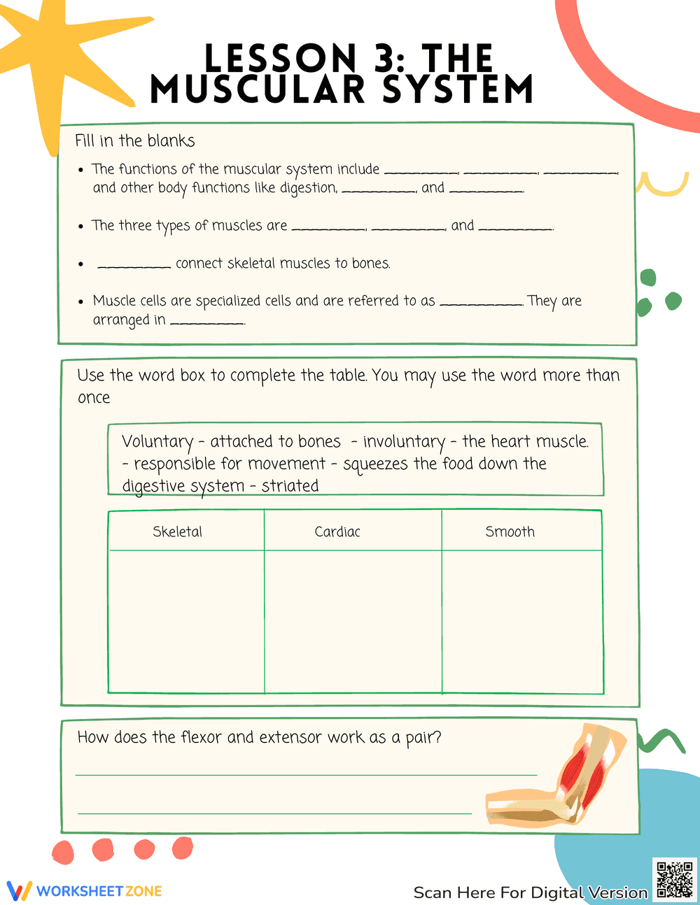 Muscular System Curriculum Worksheet - Page 1