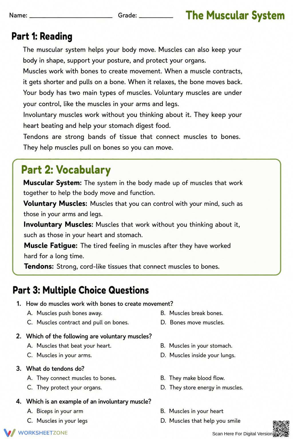 Essential Muscular System Anatomy Worksheet | Grade 8-11 - Page 1