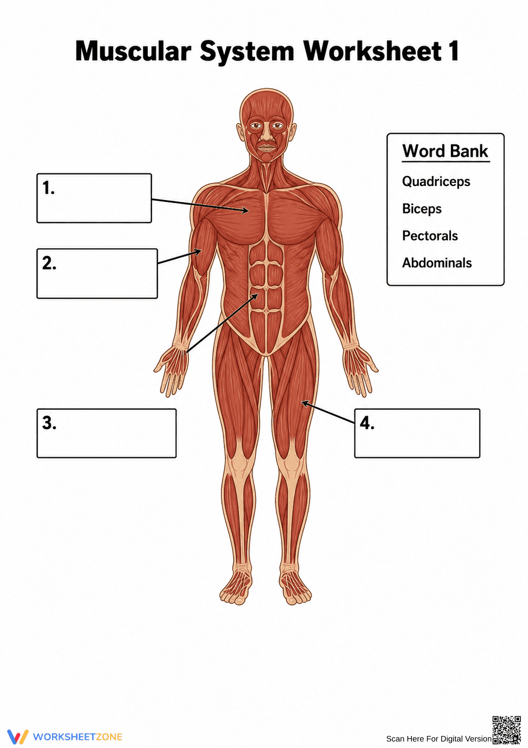 Printable Muscular System Worksheet | Grade 8 Science - Page 1