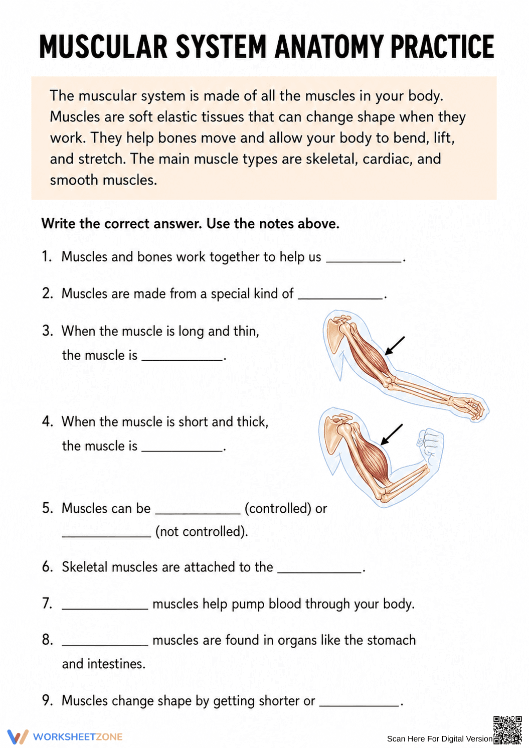 Muscular System Anatomy Practice | Essential Worksheet - Page 1