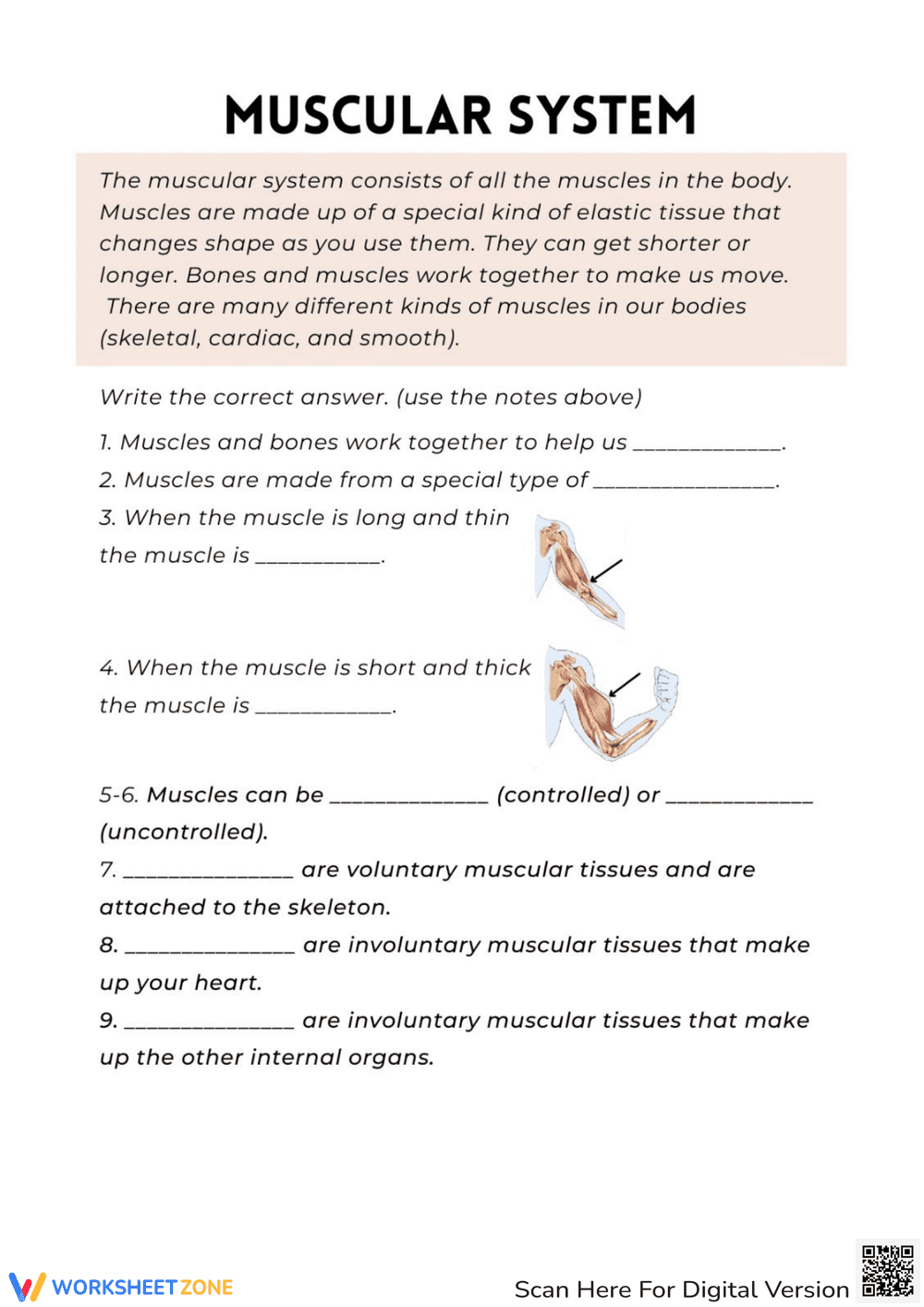 Muscular System Anatomy Practice - Page 1
