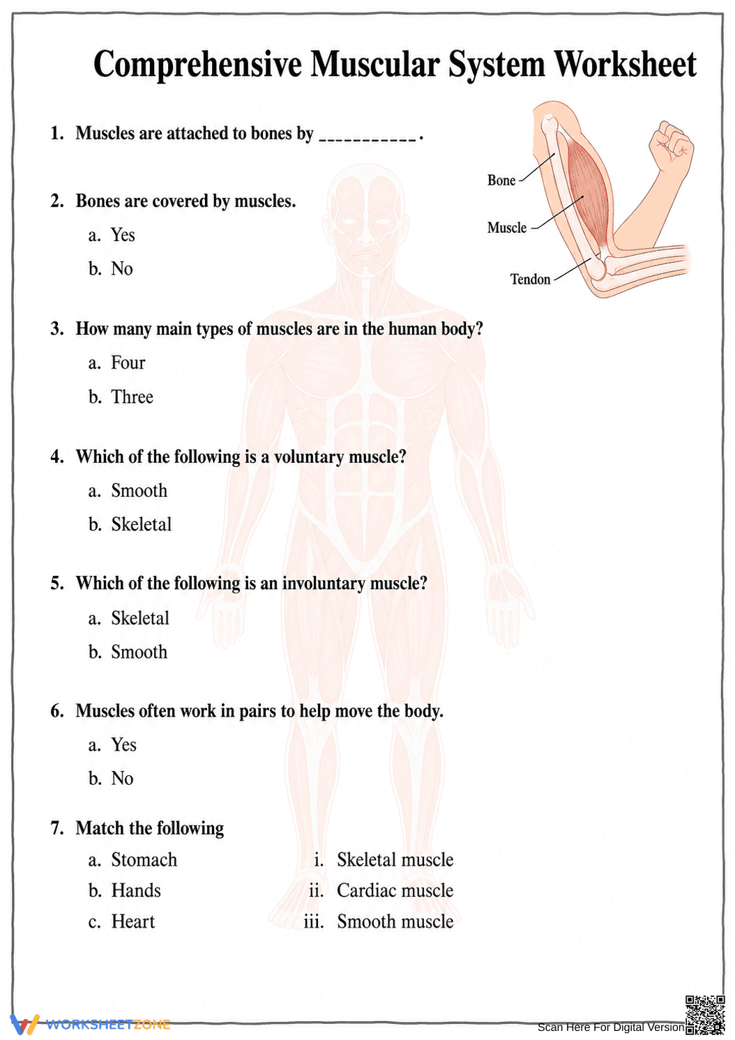 Grade 4 Muscular System — Printable No-Prep Worksheet - Page 1