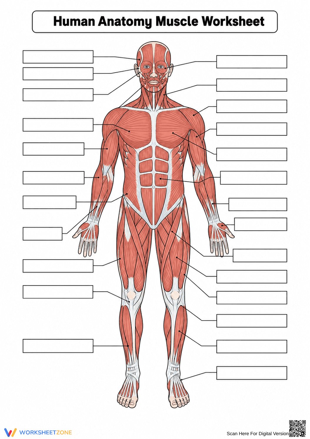 Essential Human Anatomy Muscle Worksheet | Grade 9-12 - Page 1