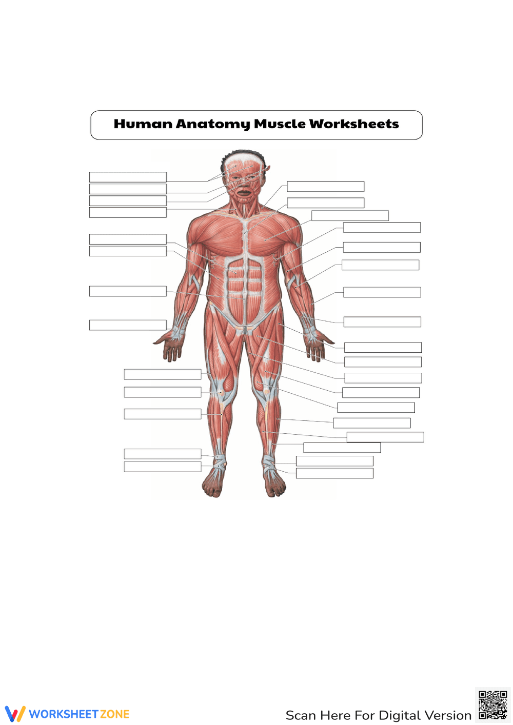 Human Anatomy Muscle Worksheet - Page 1