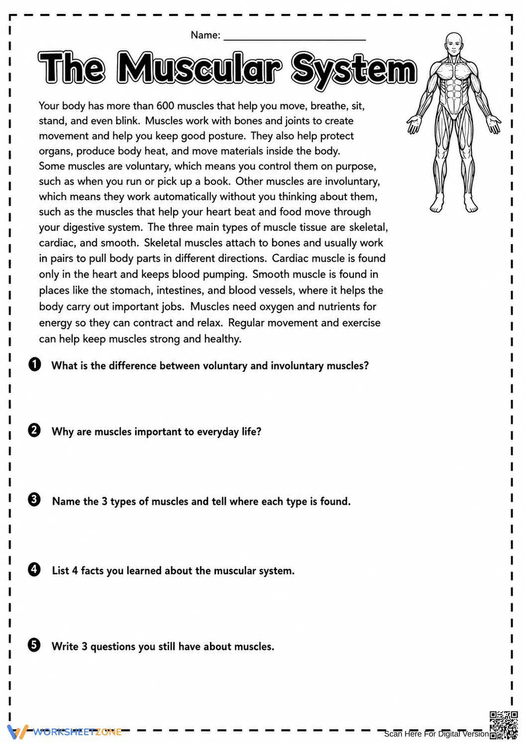 Grade 6 Muscular System — Printable No-Prep Worksheet - Page 1