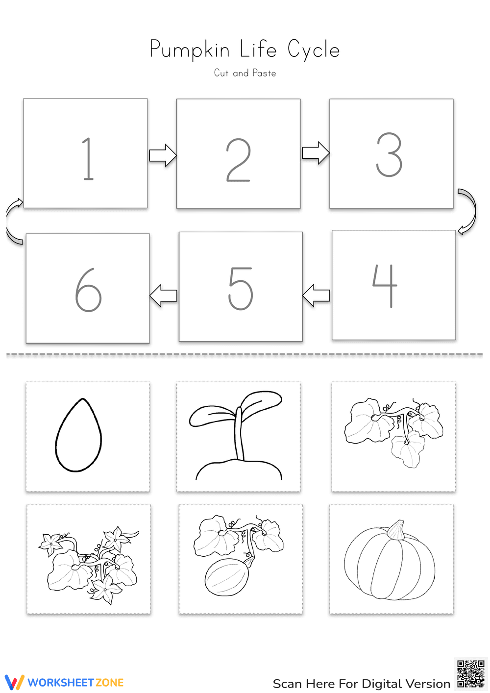 Pumpkin Life Cycle Worksheet | Grade 3 Essential - Page 1
