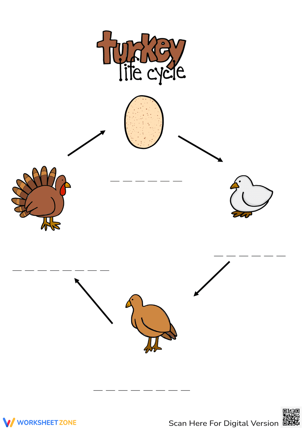 Turkey Life Cycle Worksheet | Grade 3 Printable - Page 1