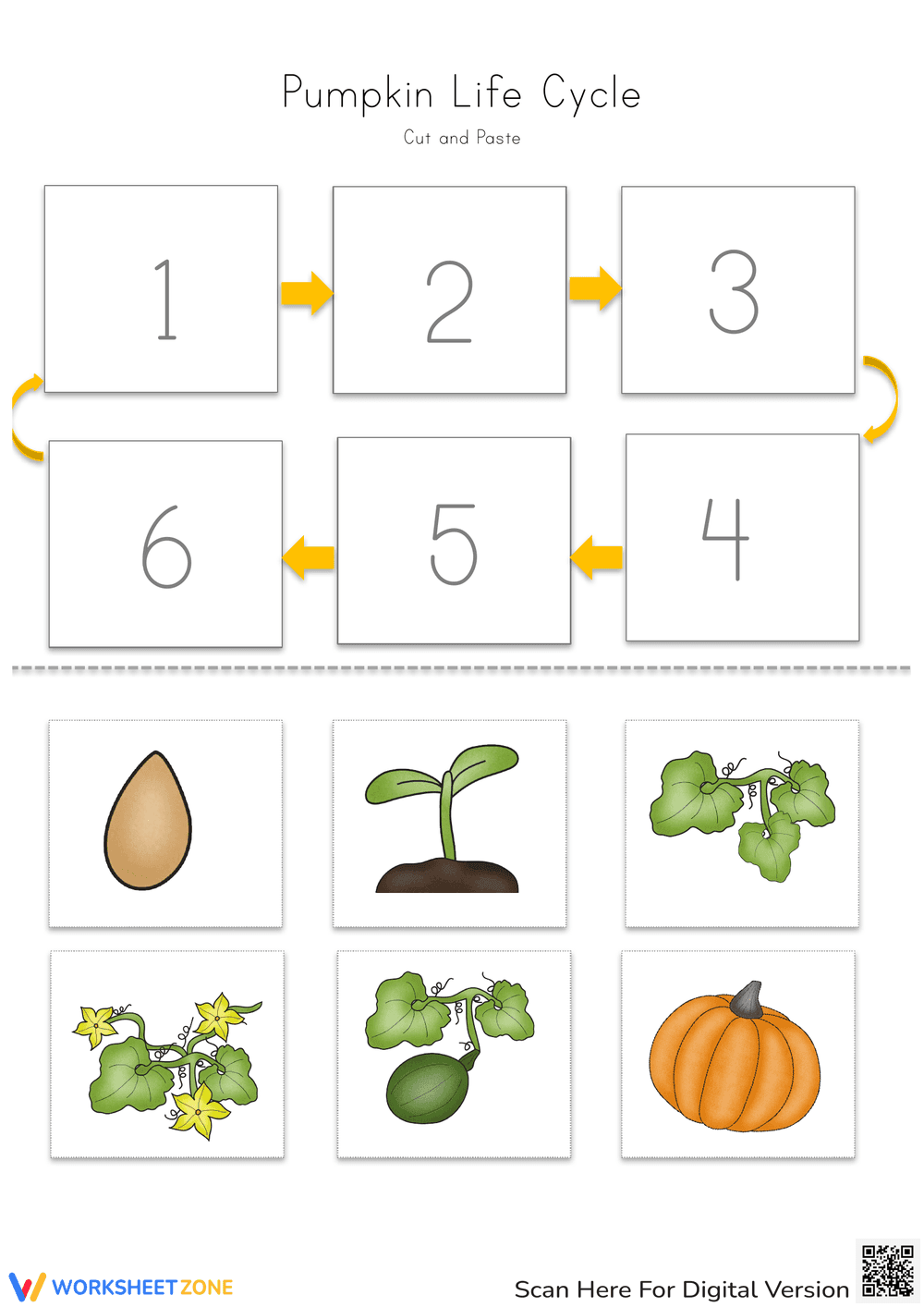 Pumpkin Life Cycle Worksheet | Grade 3 Printable - Page 1