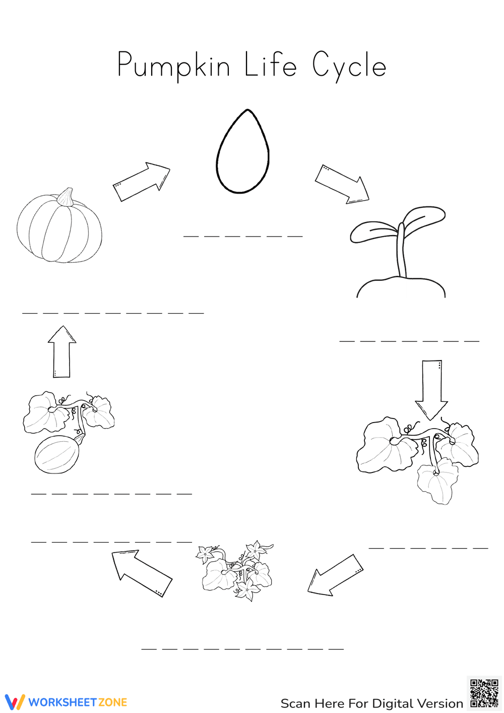 Pumpkin Life Cycle Worksheet | Grade 3 Essential - Page 1