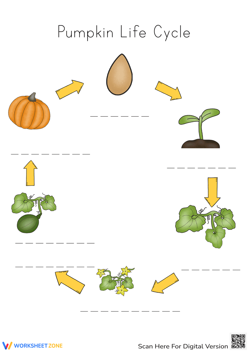 Pumpkin Life Cycle Worksheet | Grade 3 Printable - Page 1
