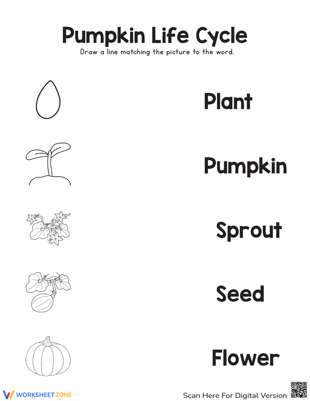 Pumpkin Life Cycle Worksheet | Essential Grade 3 Science - Page 1