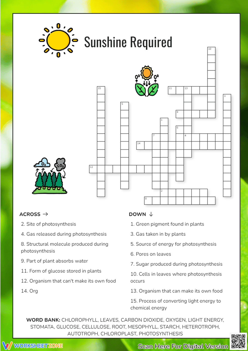 Sunshine Required: Understanding Photosynthesis in Plants - Page 1