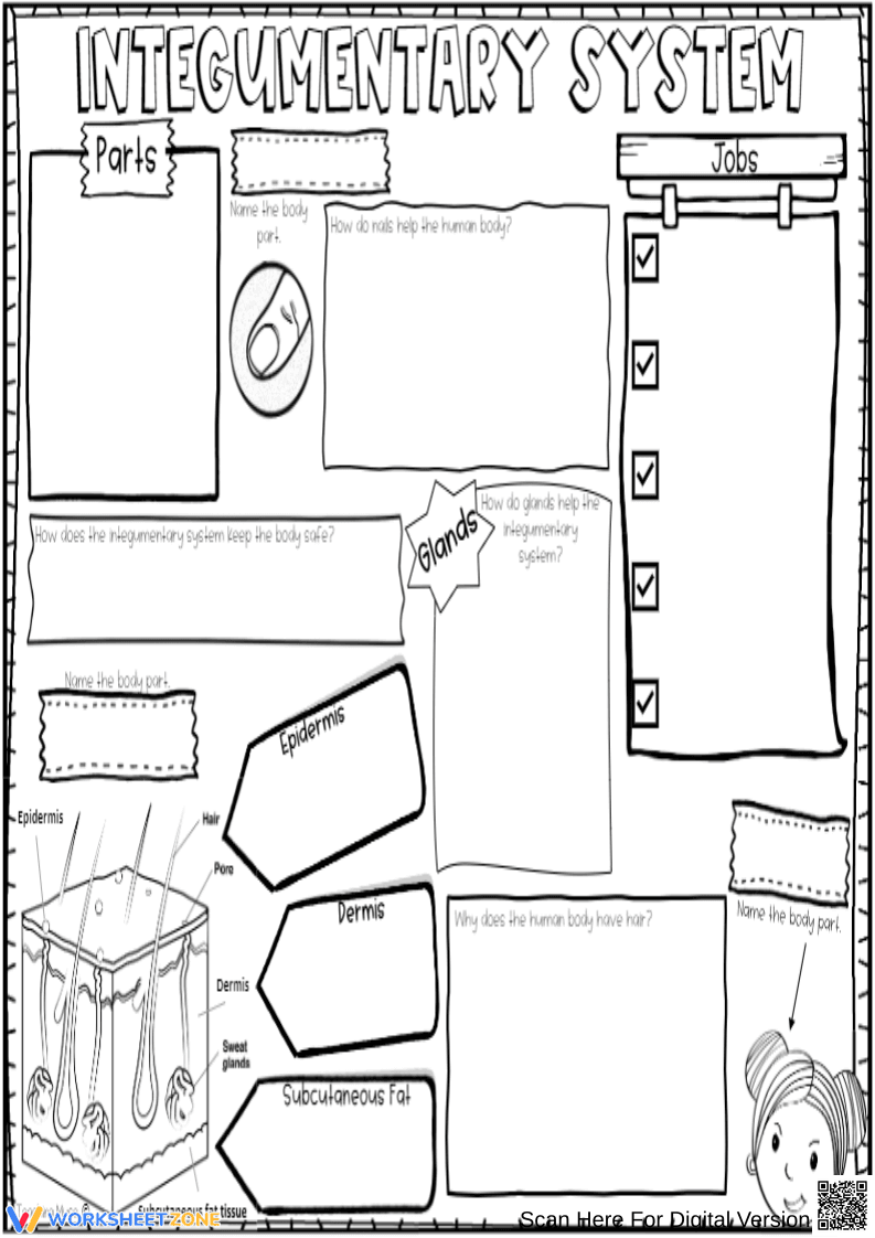 Integumentary System Anatomy And Functions Worksheet - Page 1