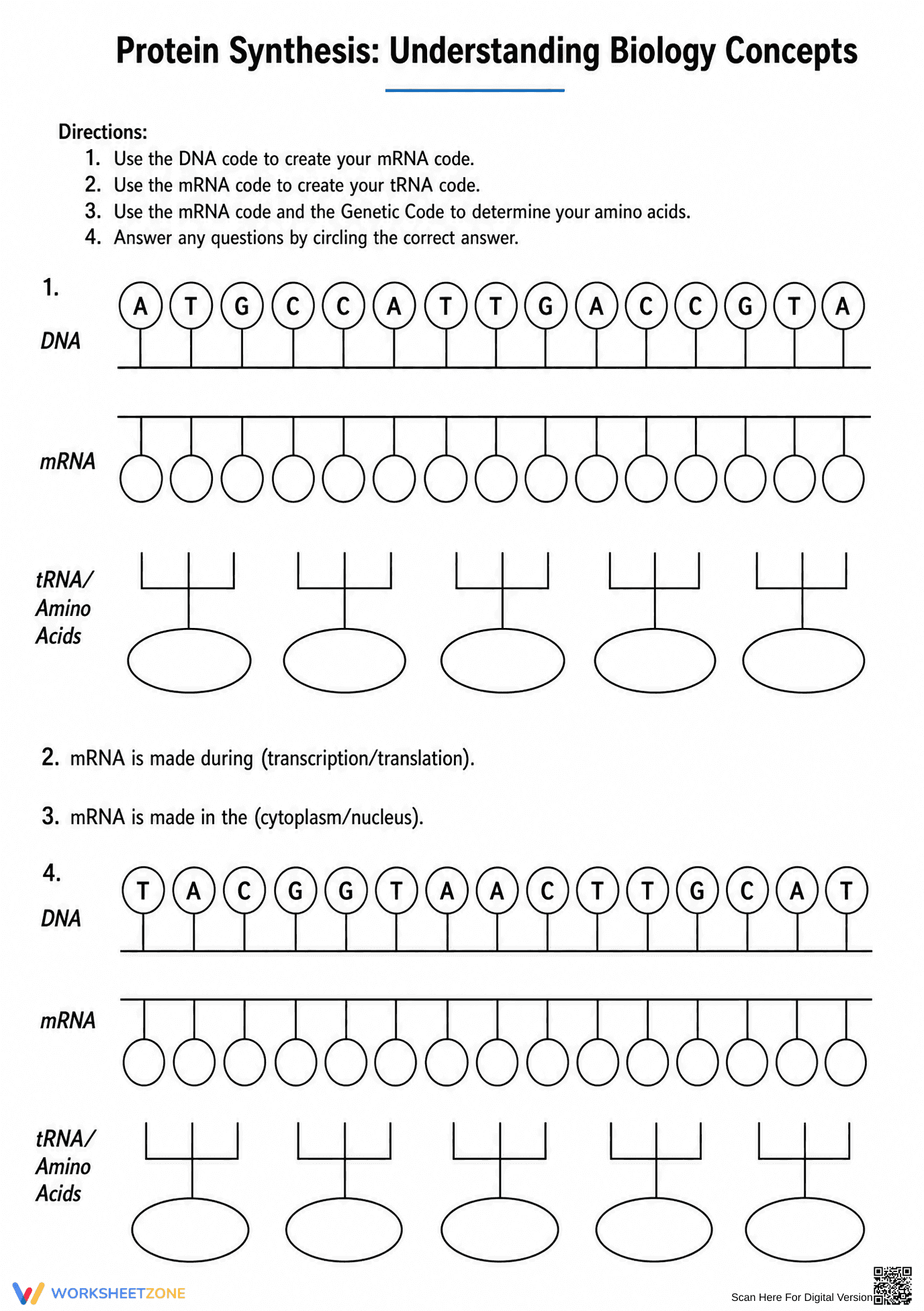 Protein Synthesis Worksheet | Essential Grade 9-12 Biology - Page 1