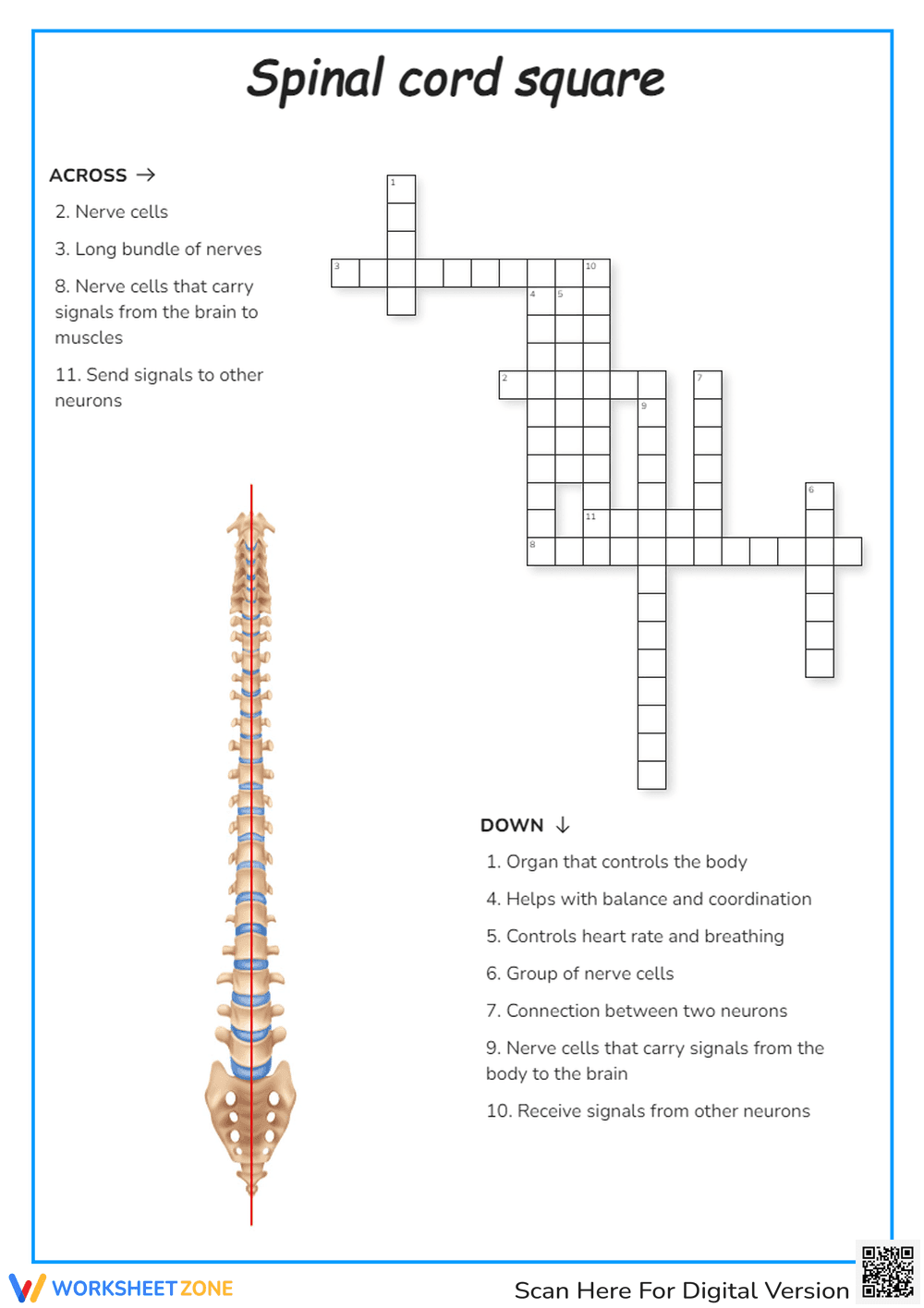 Spinal Cord Square Crossword Puzzle - Page 1