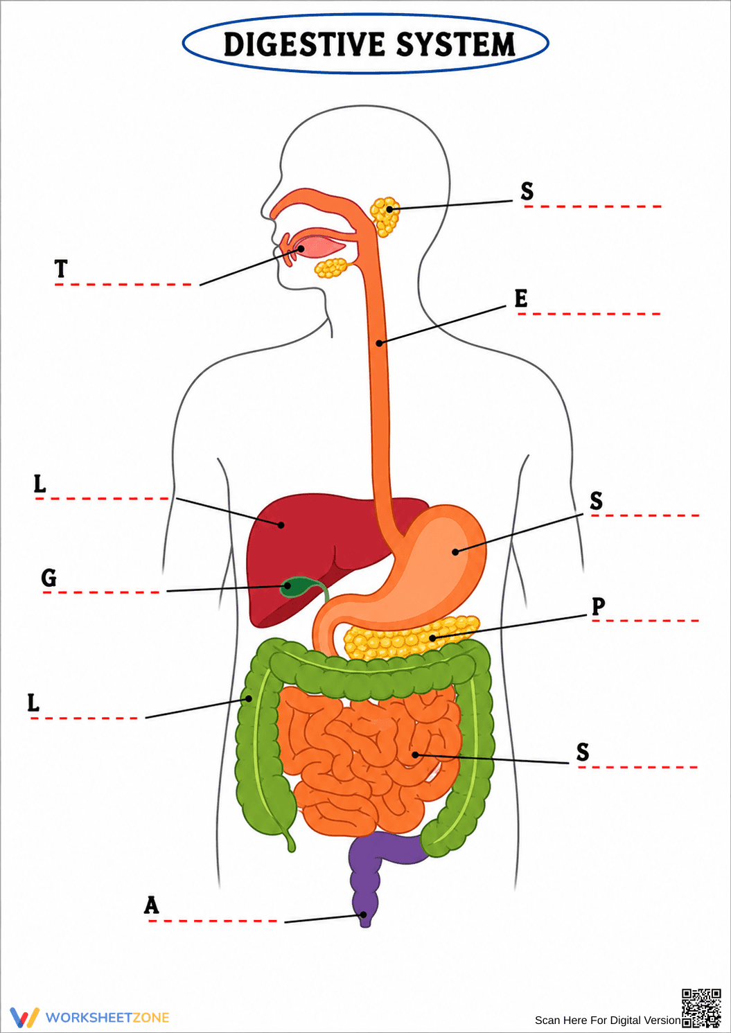 Grade 7 Digestive System — Printable No-Prep Worksheet - Page 1