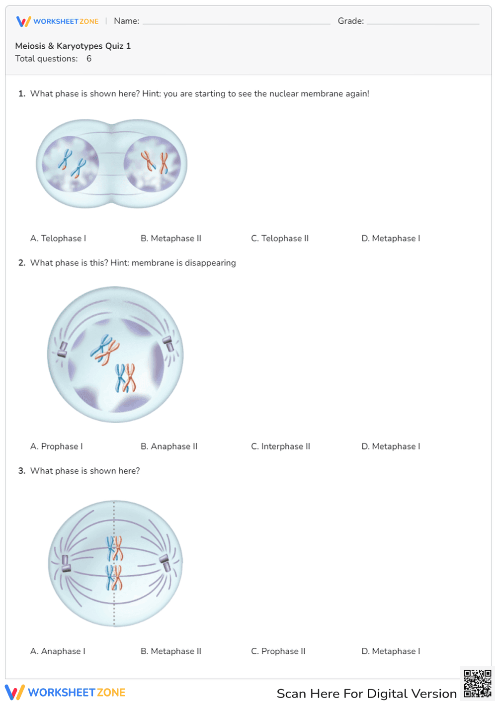 Identifying Meiosis Phases - Page 1
