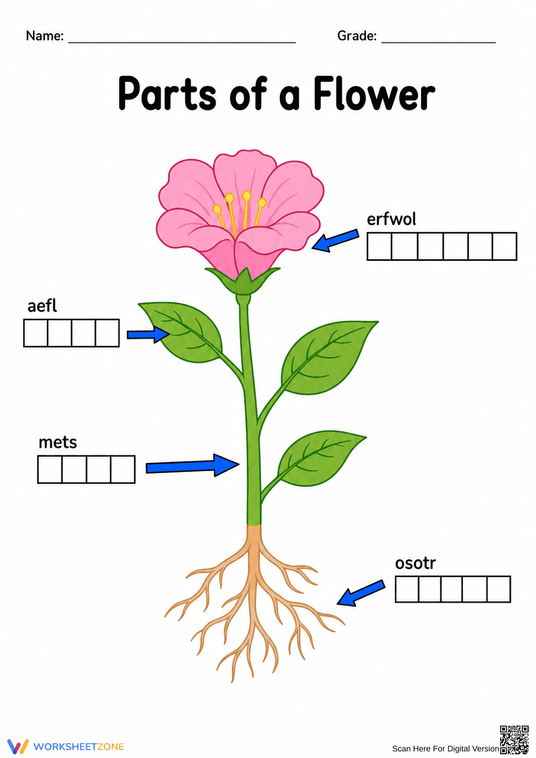 Grade 1 Parts of a Flower — Printable No-Prep Worksheet - Page 1