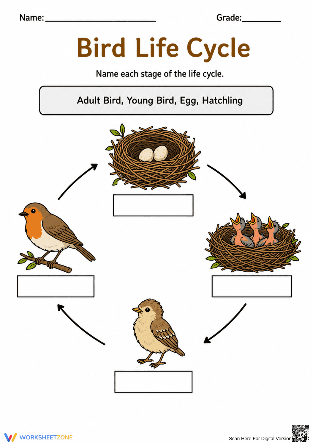 Bird Life Cycle Printable Worksheet | Grade 3 Science - Page 1