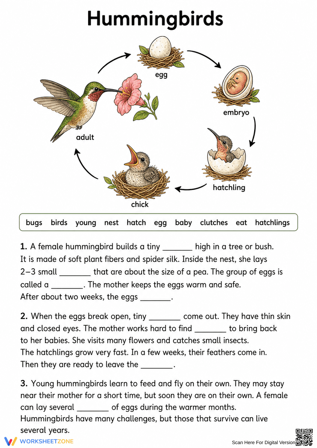 Grade 3 Hummingbird Life Cycle — Printable No-Prep Worksheet - Page 1