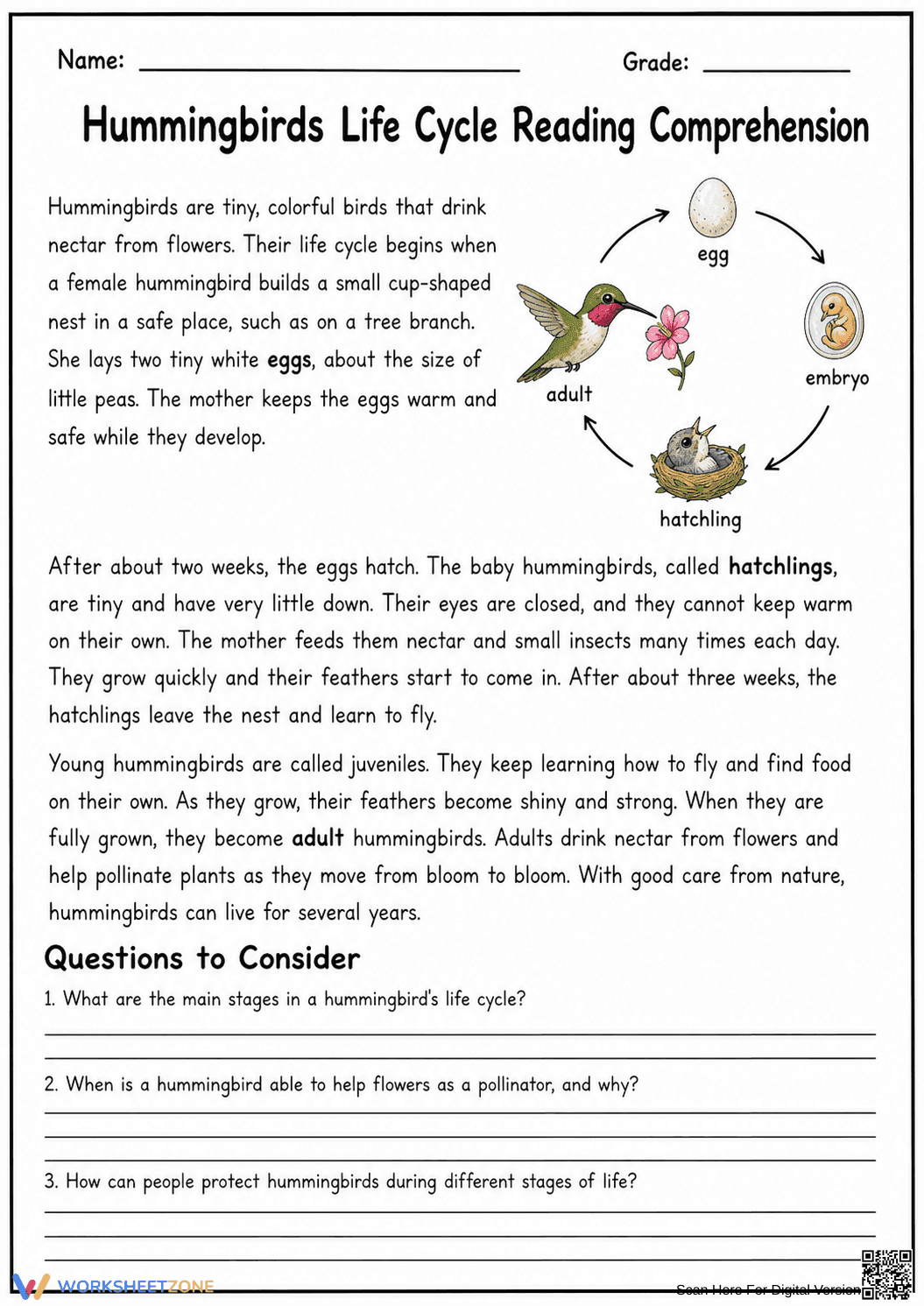 Hummingbird Life Cycle Reading | Essential Grade 3-5 - Page 1