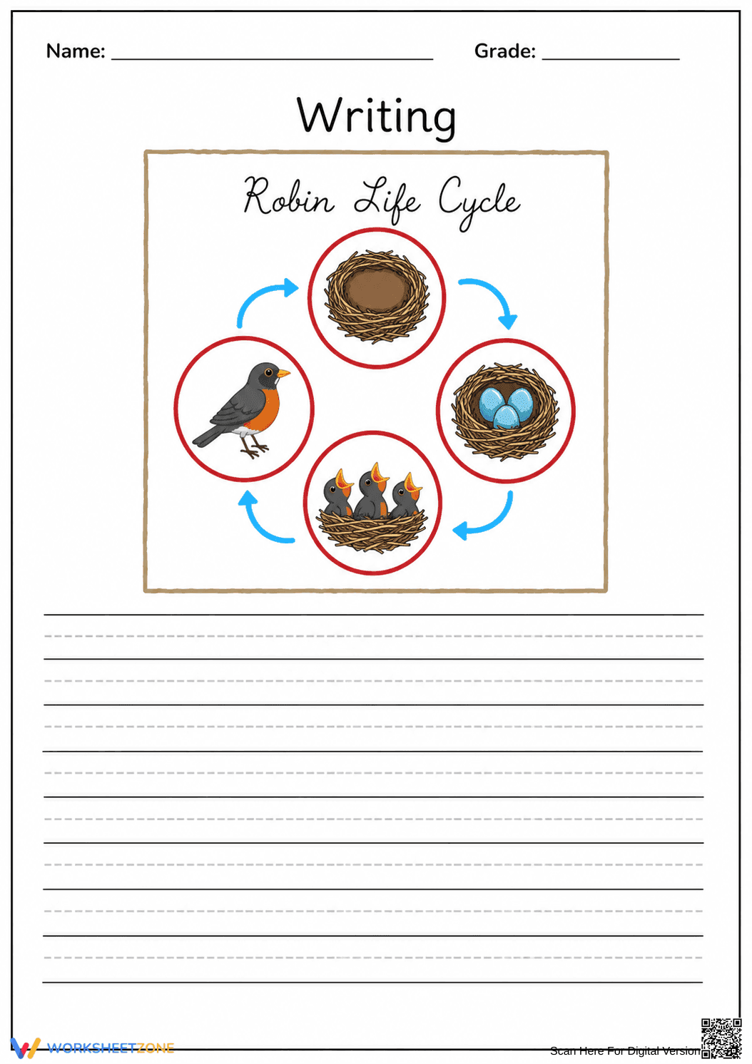 Grade 4-5 Robin Life Cycle — Printable No-Prep Worksheet - Page 1