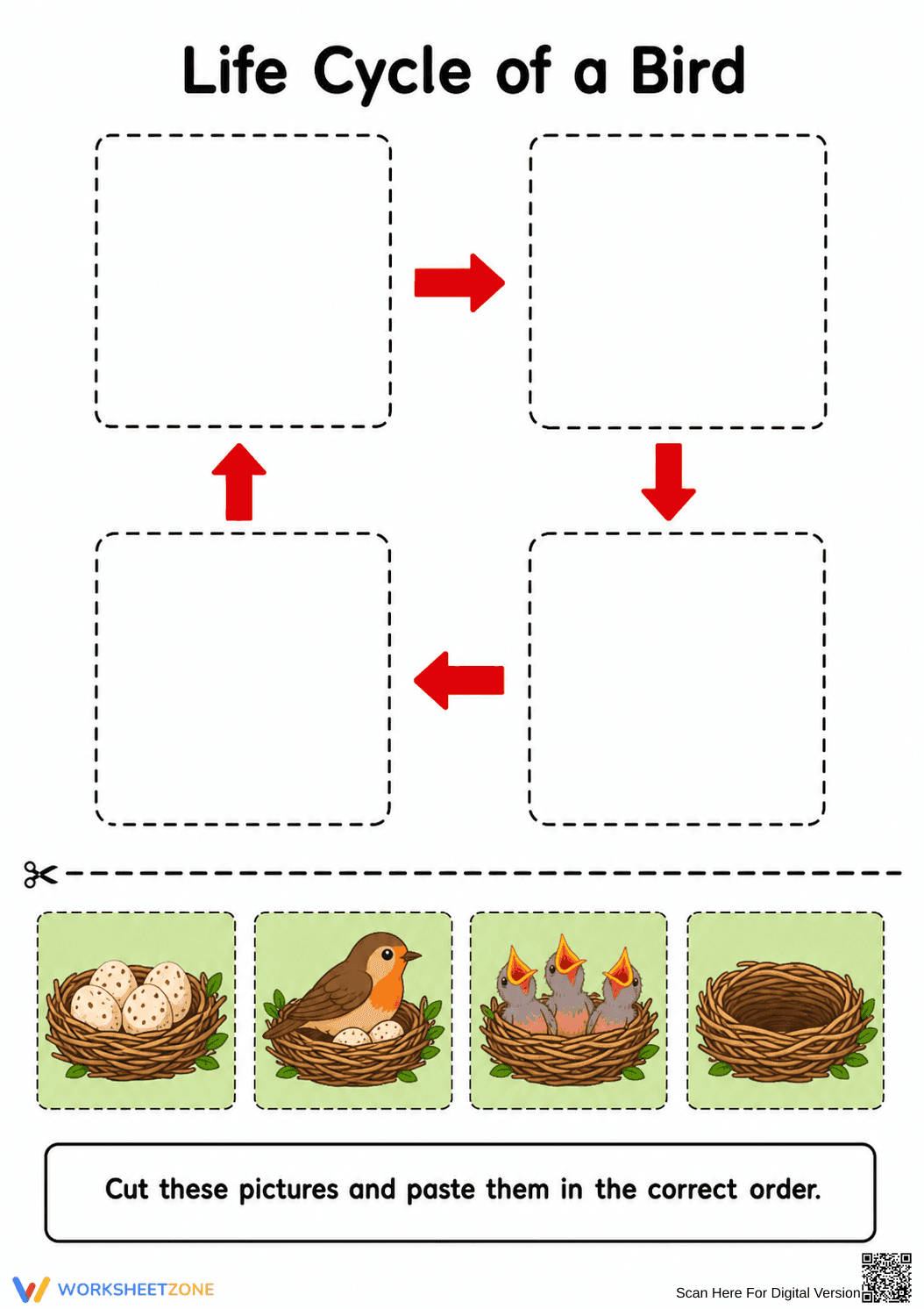 Grade 1 Bird Life Cycle — Printable No-Prep Worksheet - Page 1