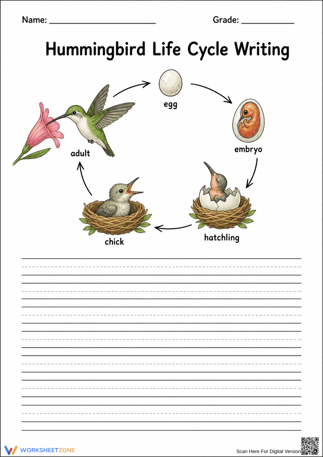Hummingbird Life Cycle Writing | Grade 4-5 Essential - Page 1