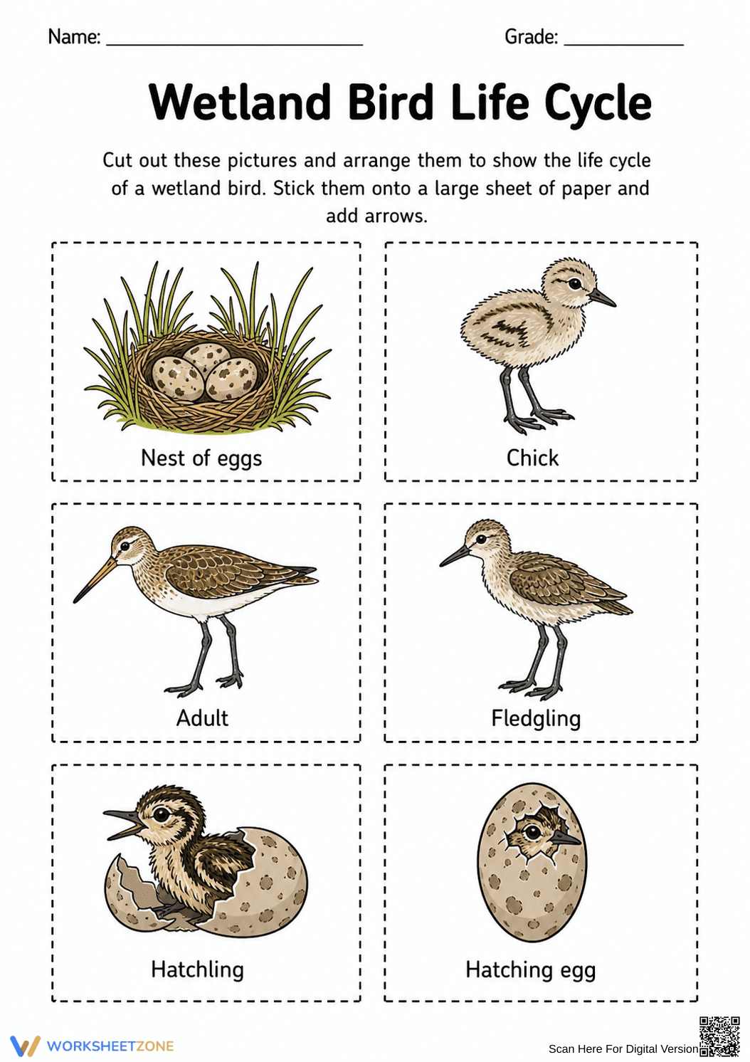 Wetland Bird Life Cycle Worksheet | Grade 3 Essential - Page 1