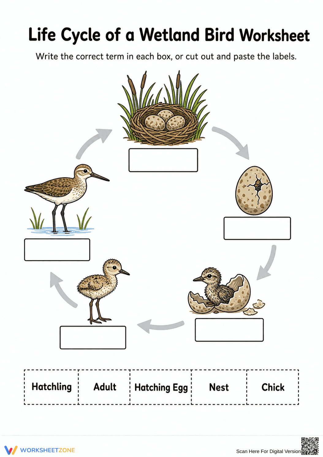 Grade 3 Bird Life Cycle — Printable No-Prep Worksheet - Page 1