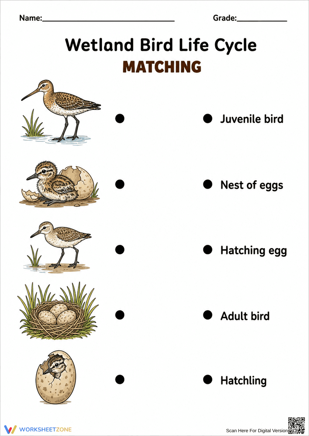 Wetland Bird Life Cycle Worksheet | Grade 3 Essential - Page 1