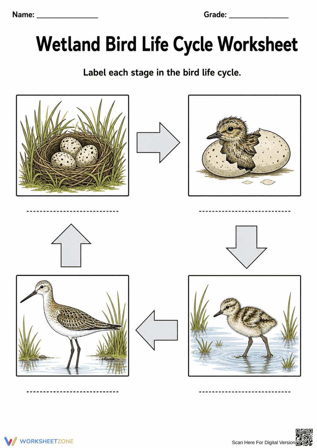 Grade 3 Bird Life Cycle — Printable No-Prep Worksheet - Page 1