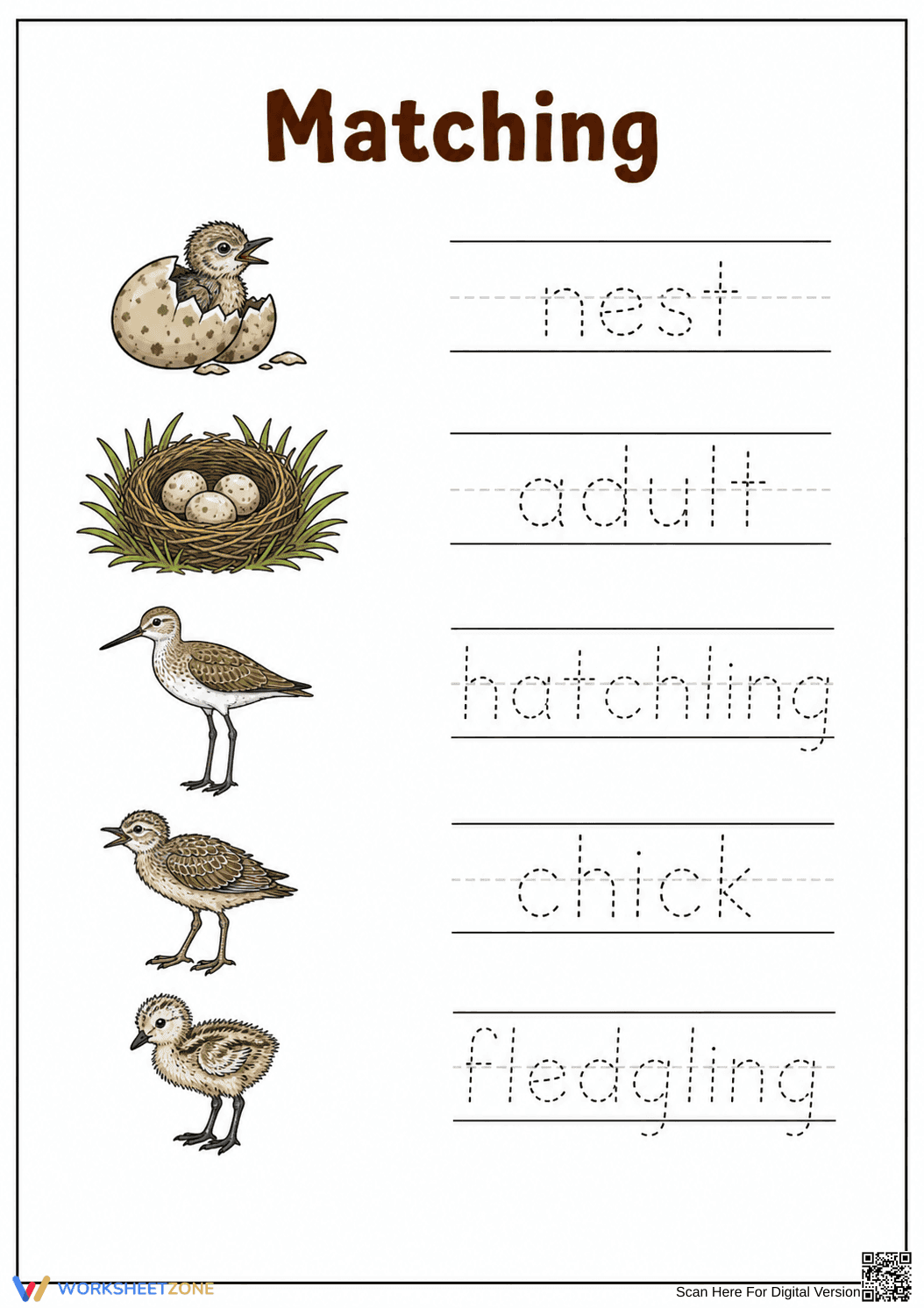 Bird Life Cycle Worksheet | Essential Grade 1 Science - Page 1