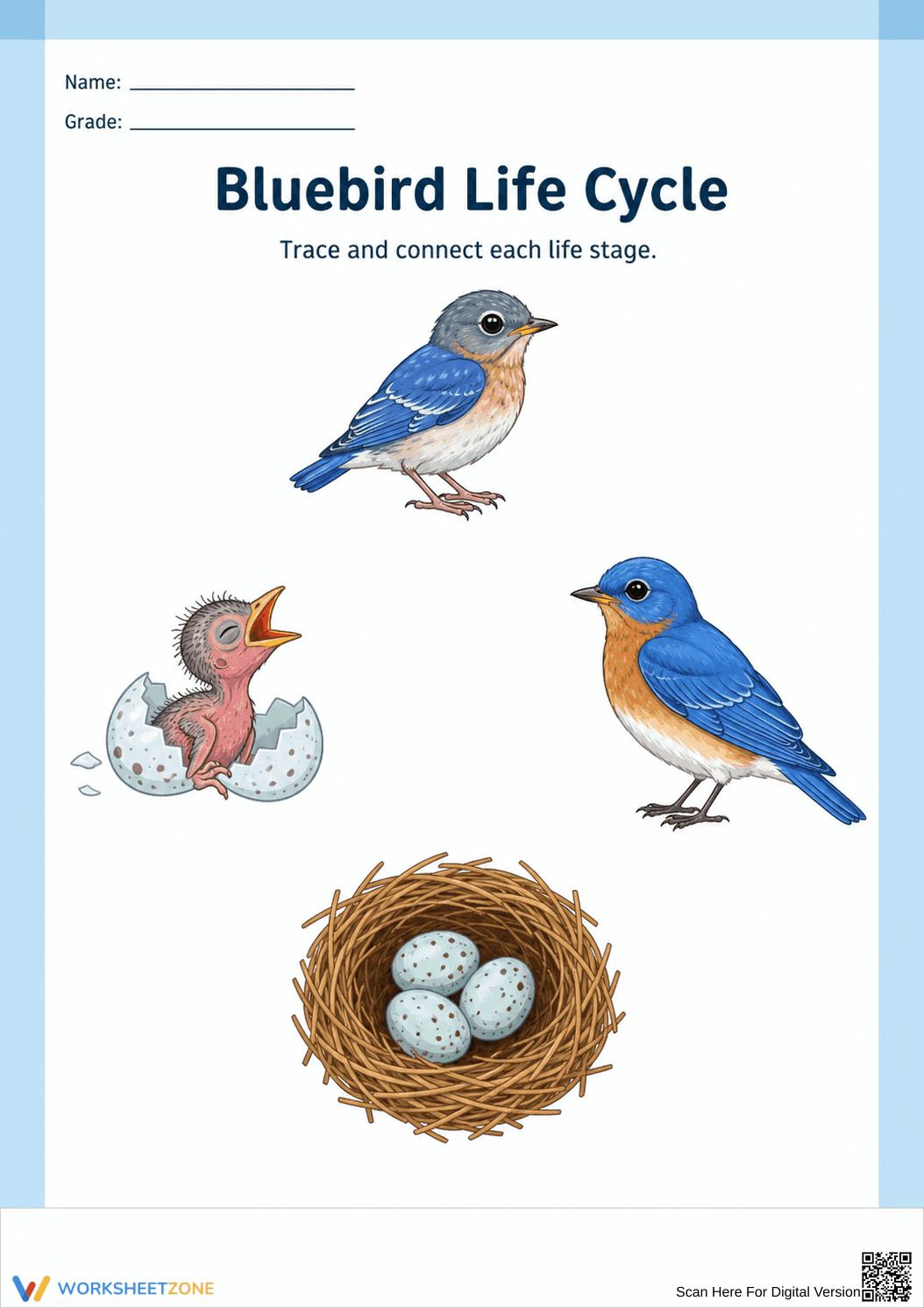Printable Bluebird Life Cycle Worksheet | Grade 1 Science - Page 1