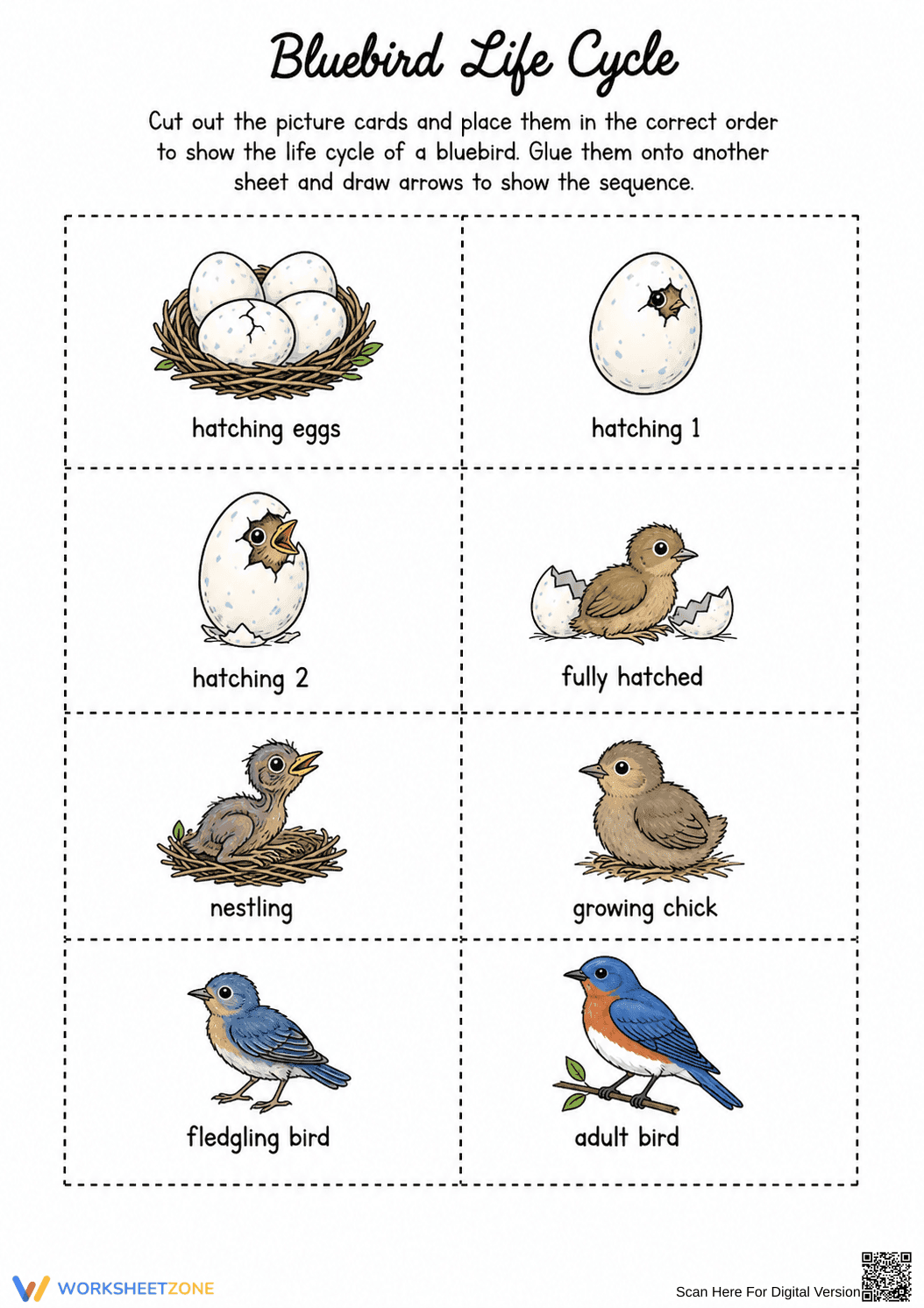Grade 3 Bluebird Life Cycle — Printable No-Prep Worksheet - Page 1