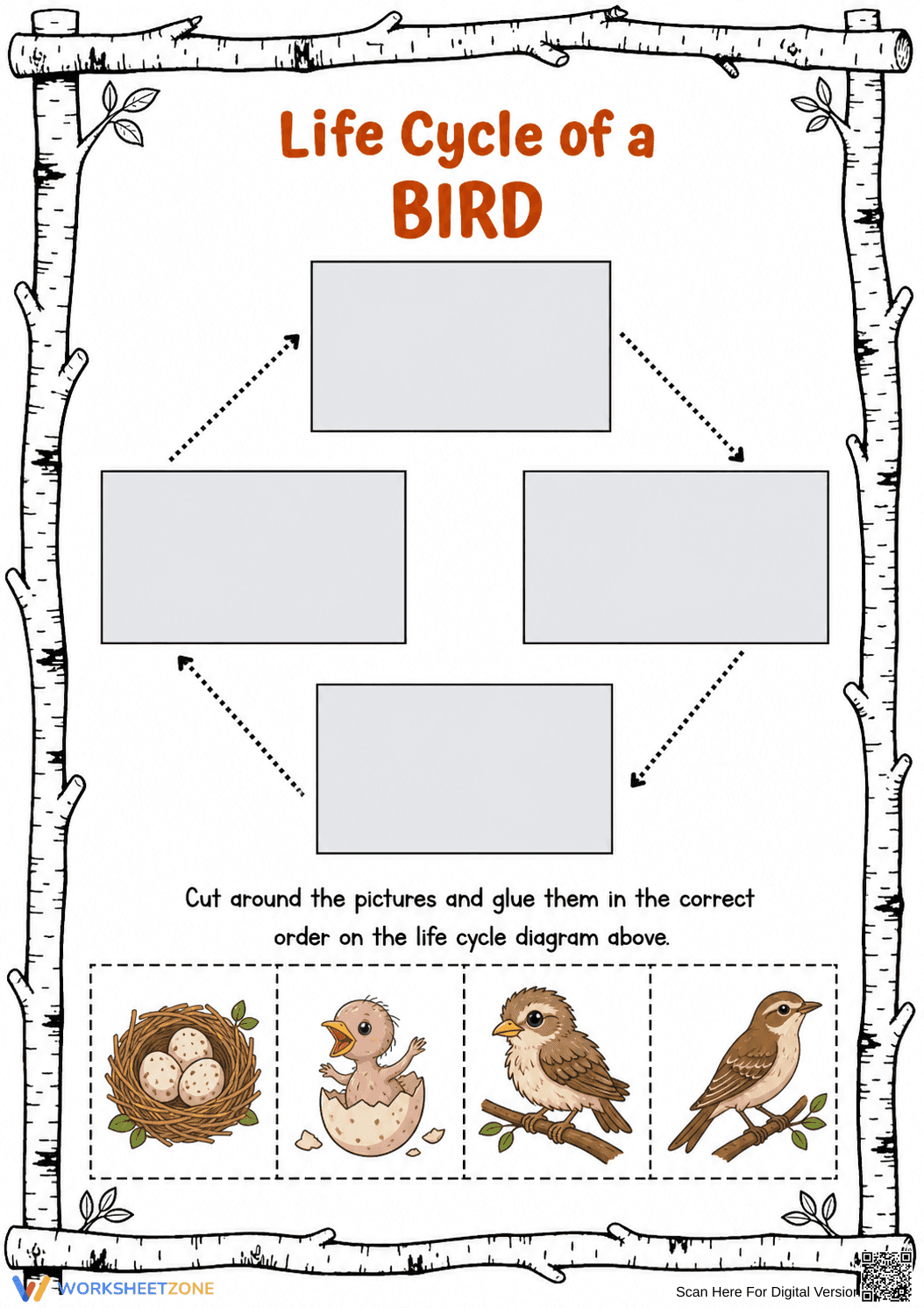Printable Bird Life Cycle Worksheet | Grade 3 Science - Page 1