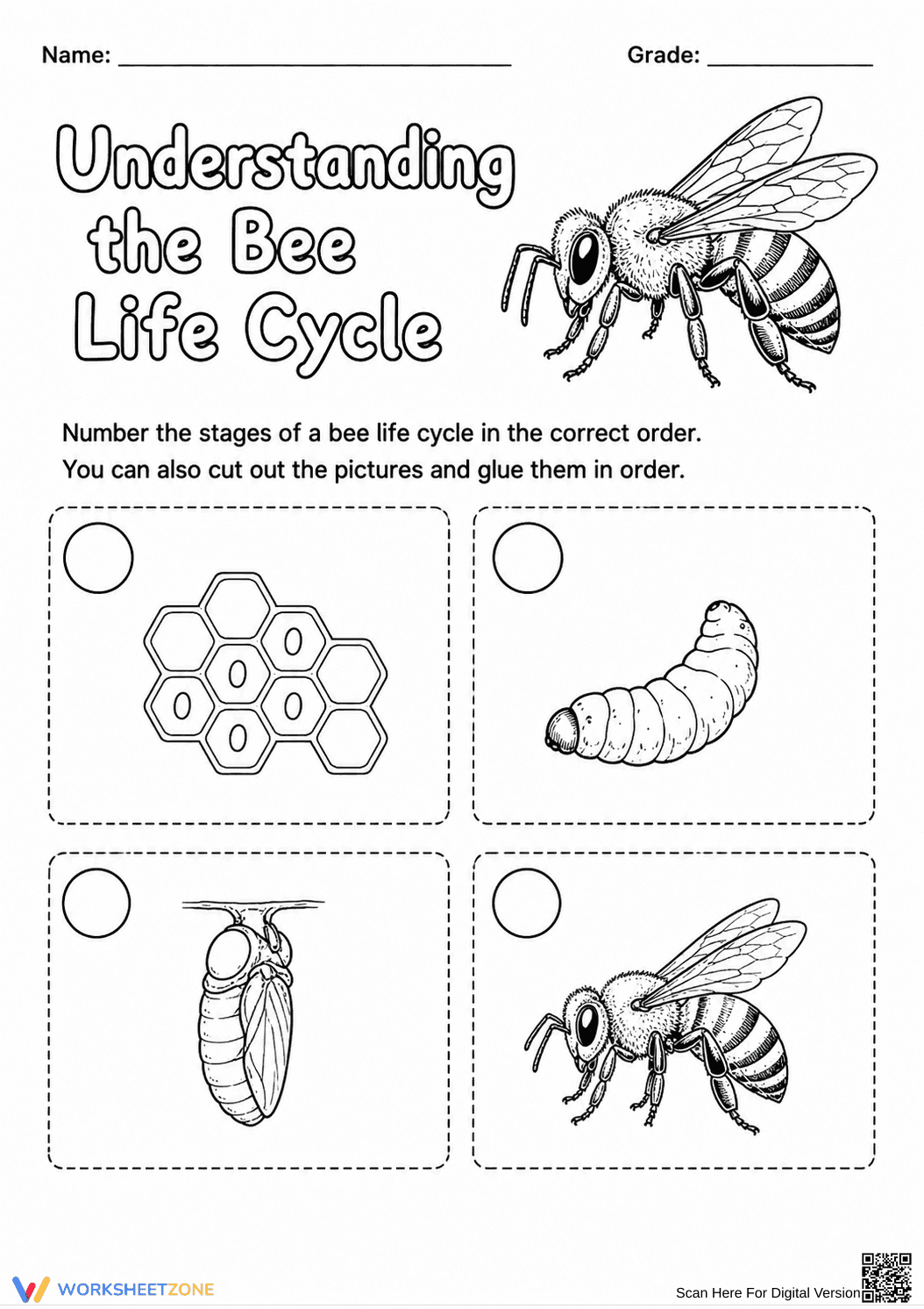 Printable Bee Life Cycle Worksheet | Grade 3 Science - Page 1