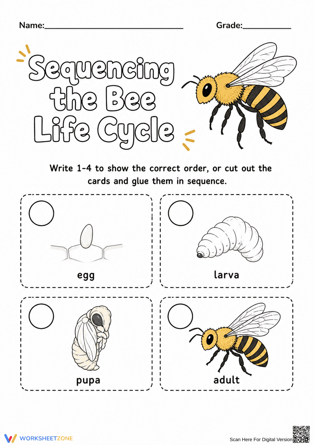 Bee Life Cycle Worksheet | Grade 3 Printable - Page 1