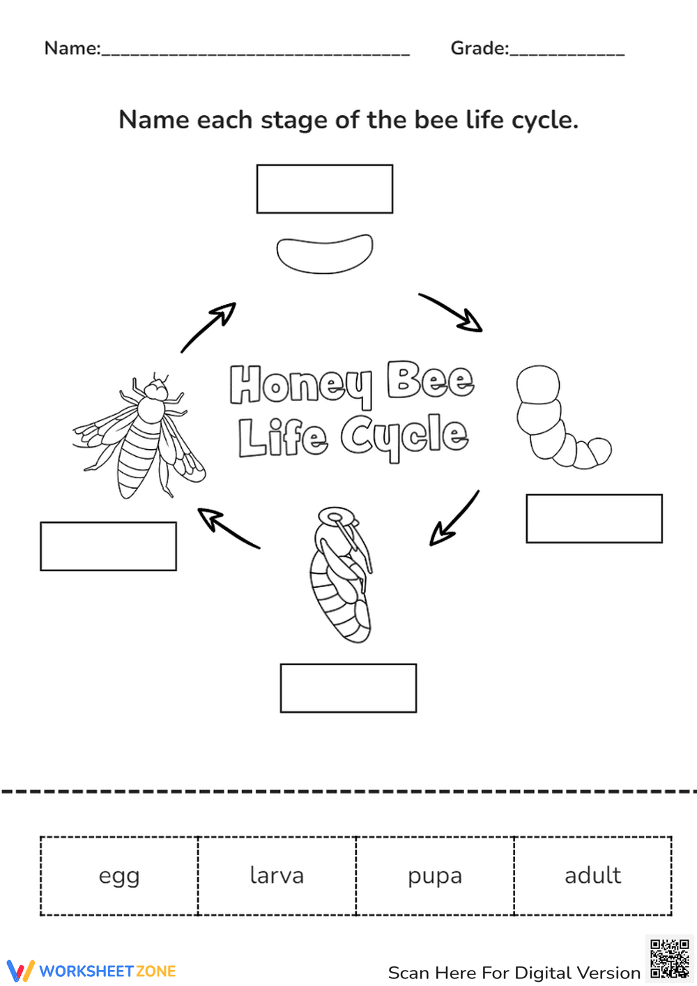 Honey Bee Life Cycle Worksheet - Page 1